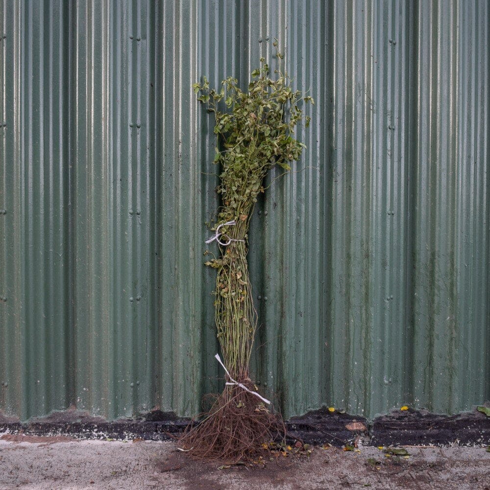 Rosa canina (dog rose) 60-80cm bare root hedging.