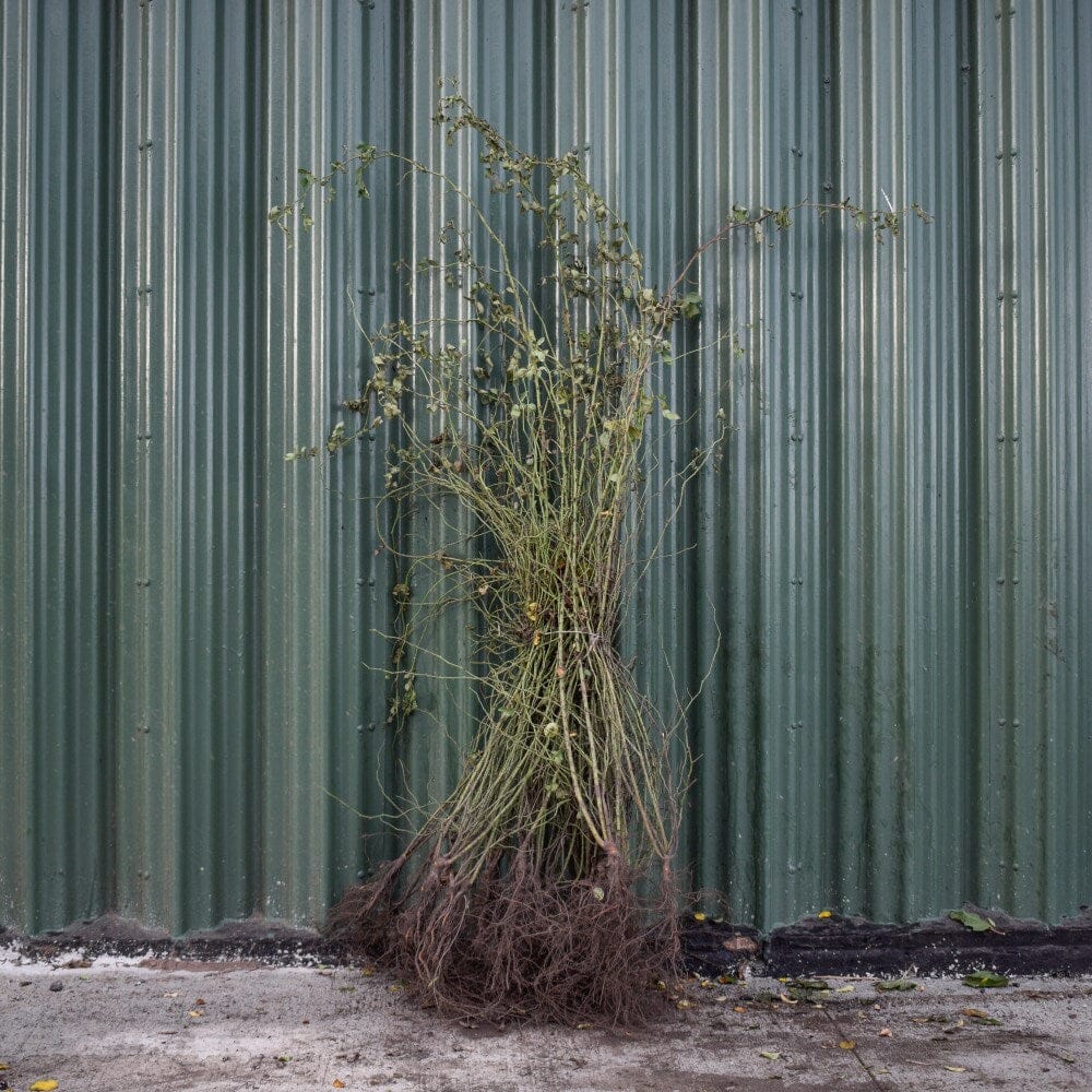 Rosa canina (Dog Rose) 80-100cm bare root hedging plant.