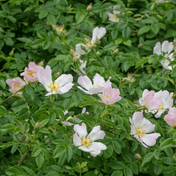 Dog Rose (Rosa canina) flower detail – photo 2