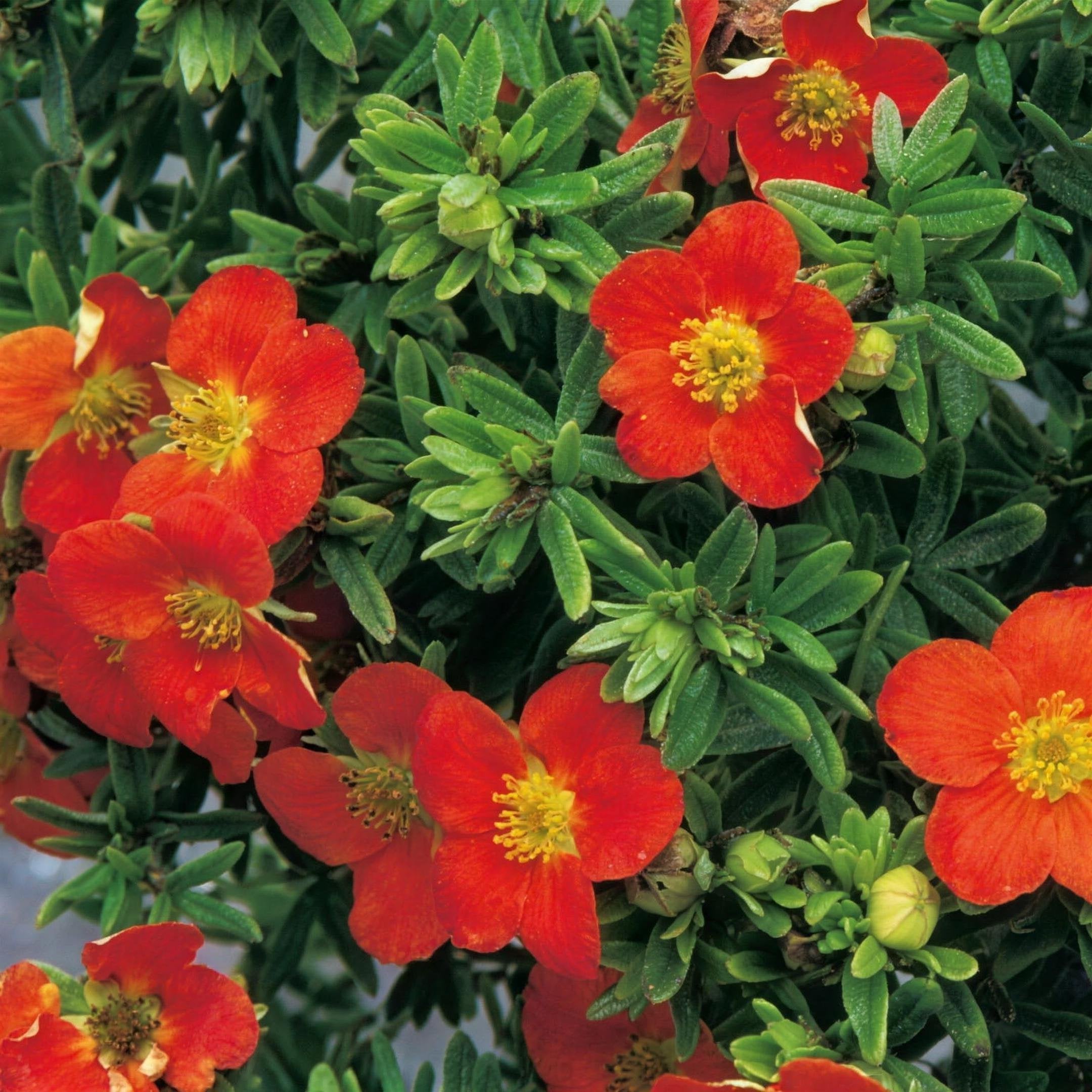 Potentilla fruticosa 'Red Ace' pot grown flowering shrub.