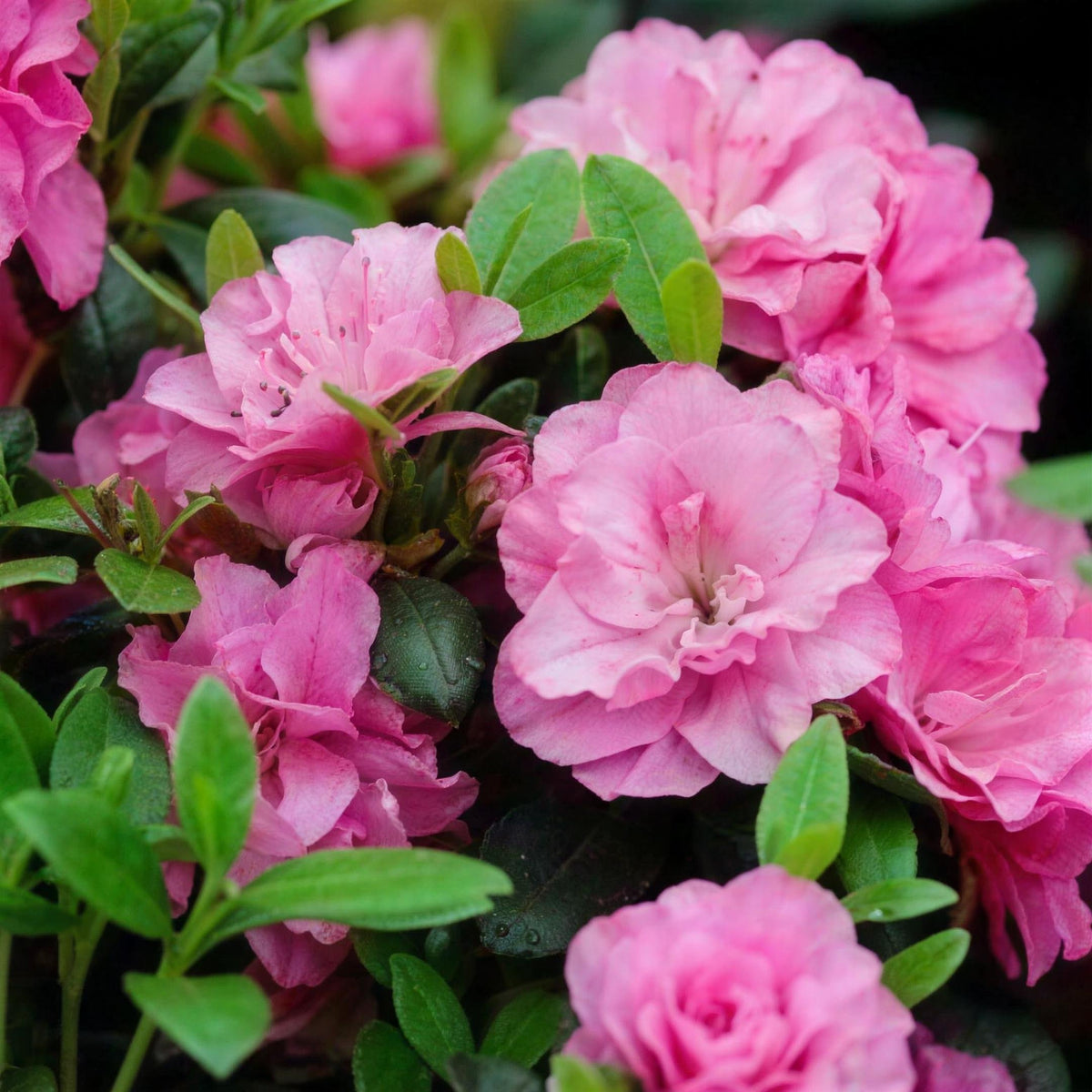Rhododendron 'Hachmanns Rokoko' (Azalea) 2L pot grown evergreen shrub.