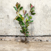 Photinia Red Robin 40-60cm bare root – photo 2