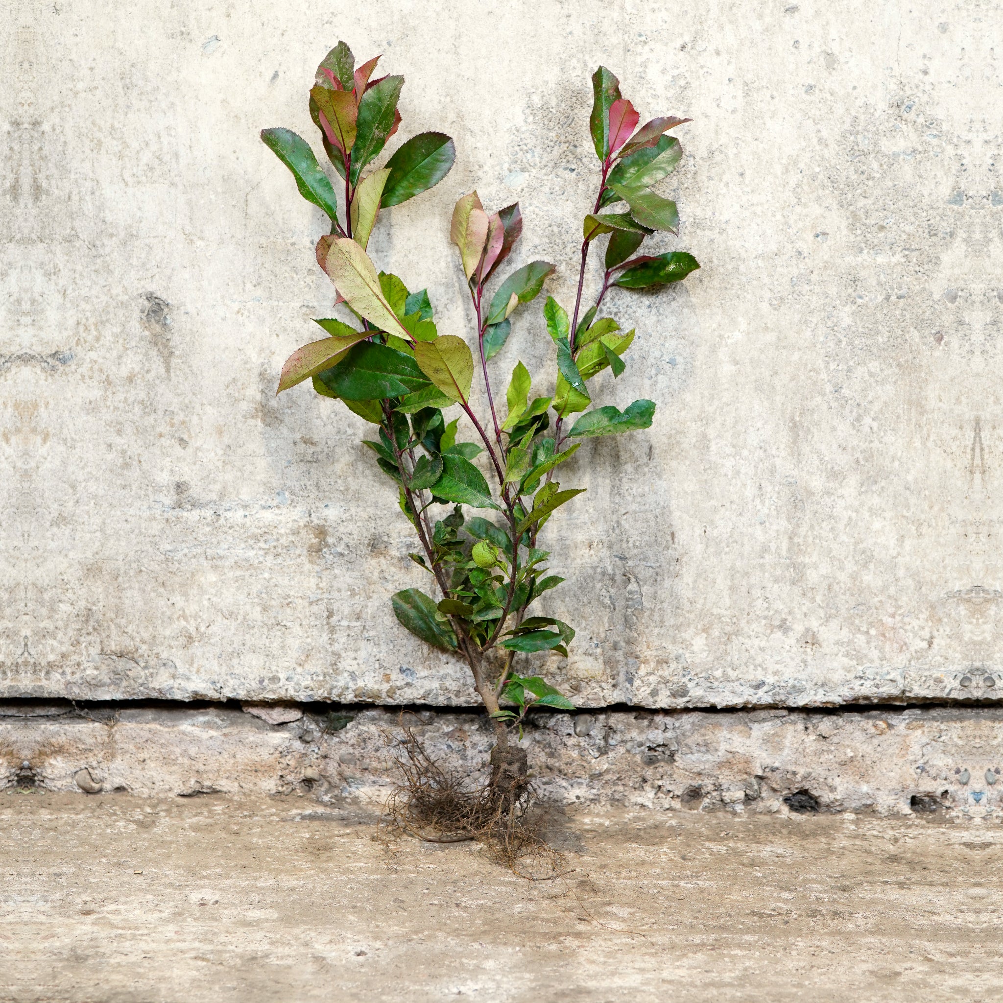Photinia Red Robin 40-60cm bare root