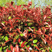Photinia Red Robin foliage detail