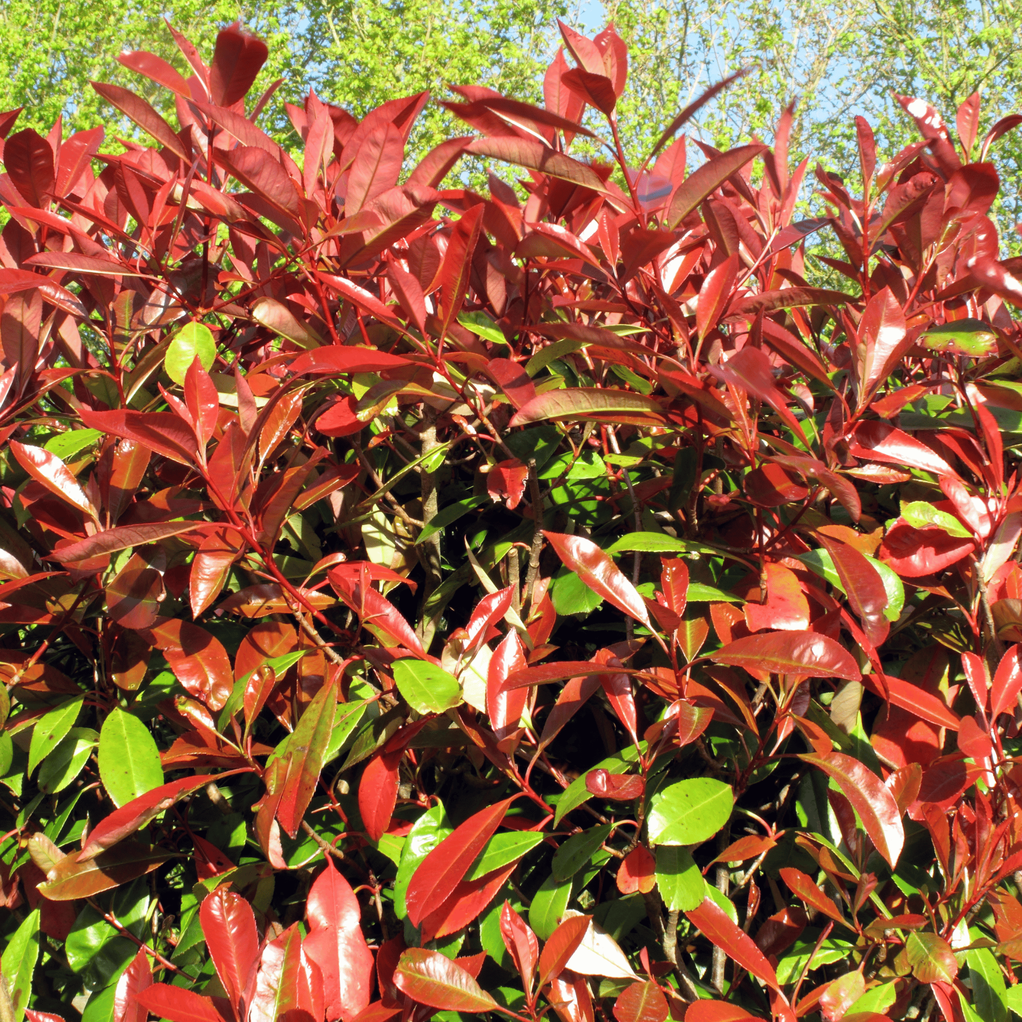 Photinia Red Robin foliage detail