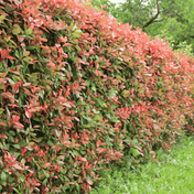 Photinia Red Robin foliage detail – photo 3