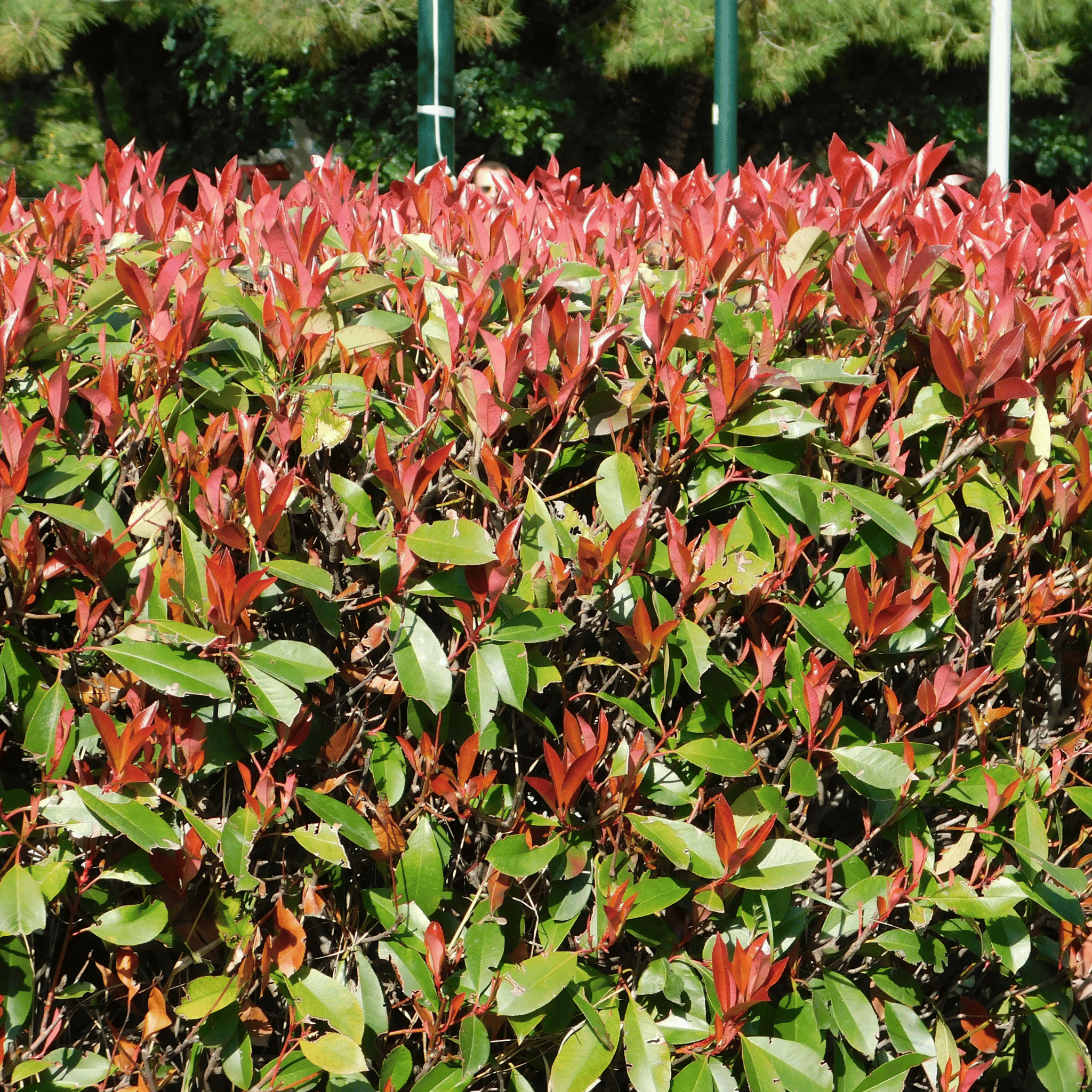 Photinia Red Robin foliage detail