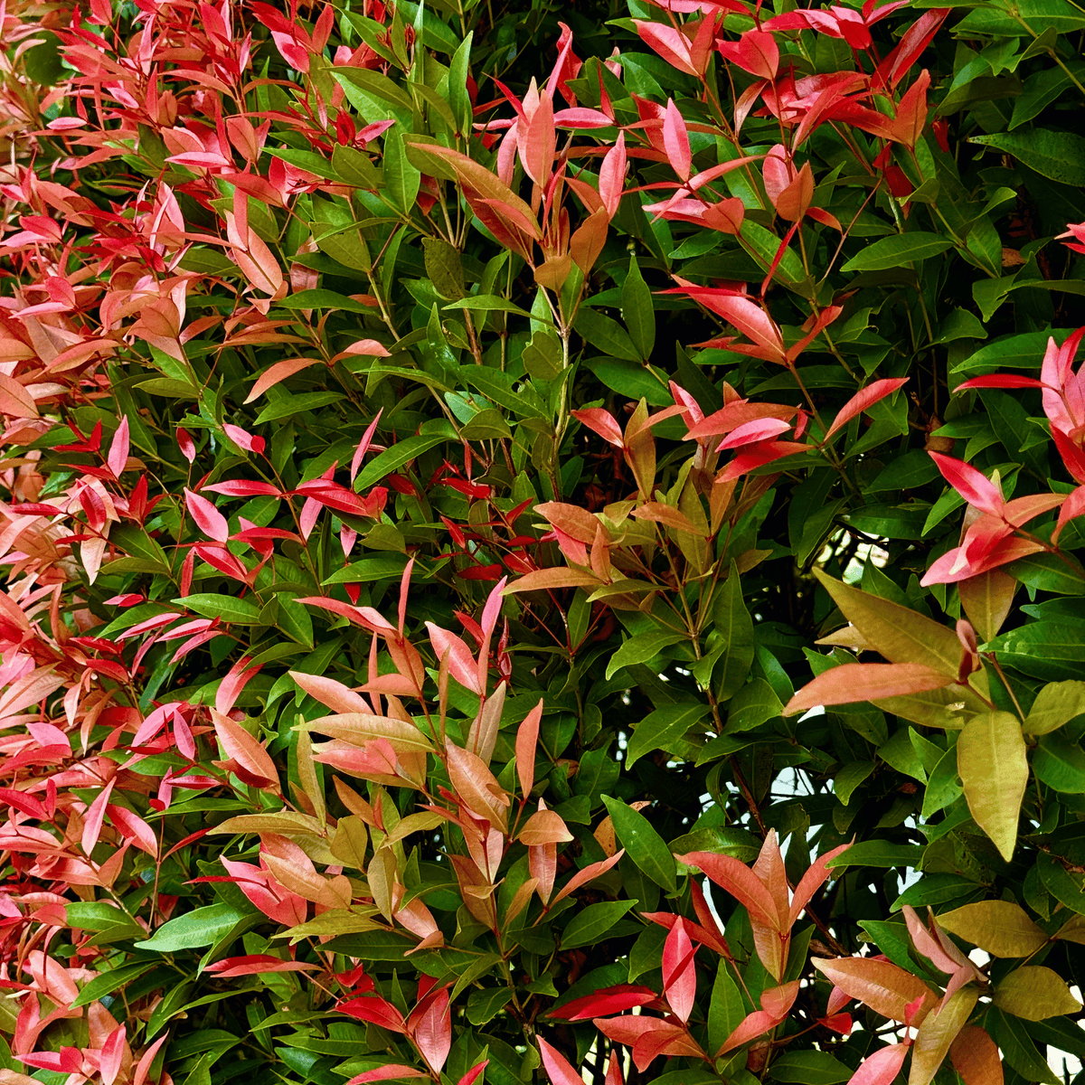 Photinia Red Robin foliage detail – photo 6