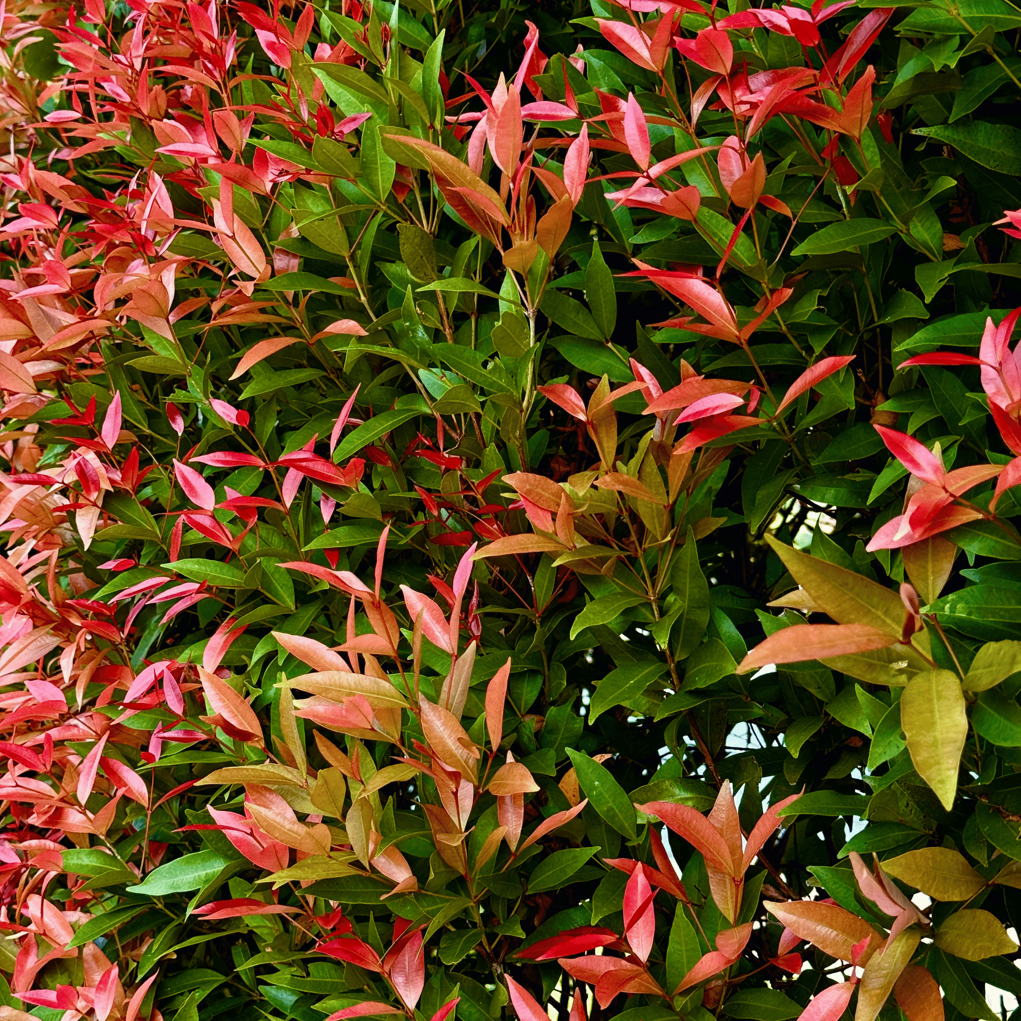 Photinia Red Robin foliage detail