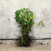 Rosa rugosa Alba white bare root rose 40-60cm