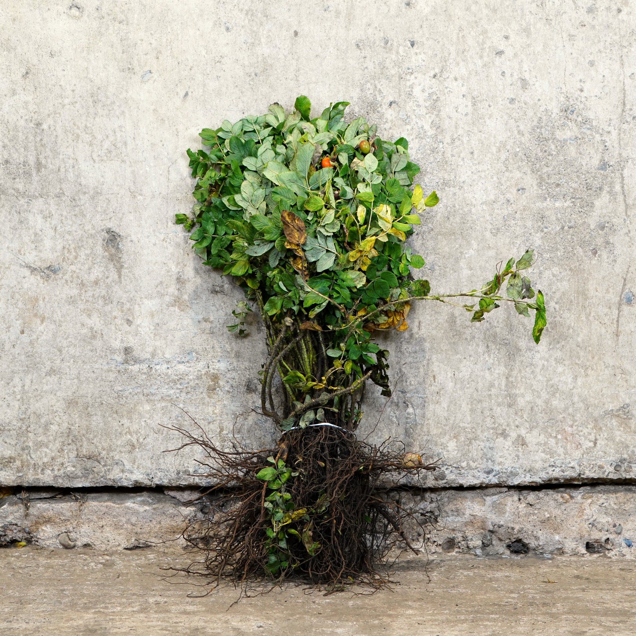 Rosa rugosa Alba white bare root rose 40-60cm