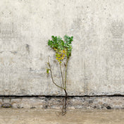 Rosa rugosa Alba white bare root rose 40-60cm – photo 2