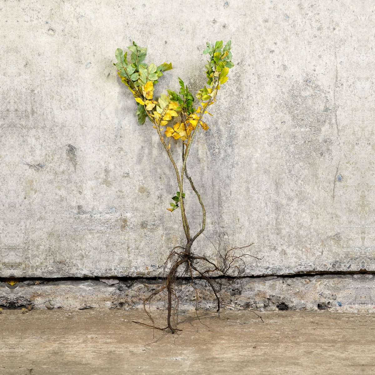 Rosa rugosa bare root 40-60cm coastal hedge – photo 2
