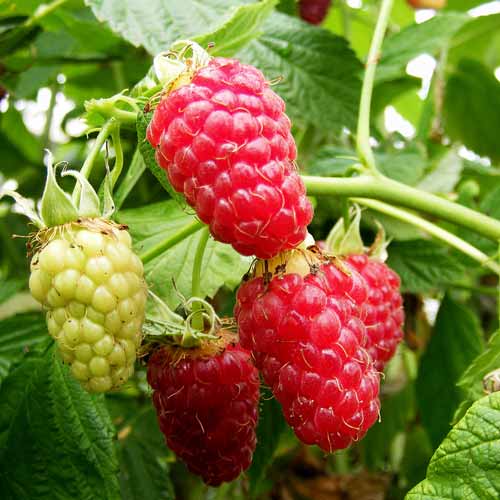 Rubus idaeus 'Tulameen' (raspberry) pot grown fruiting cane.