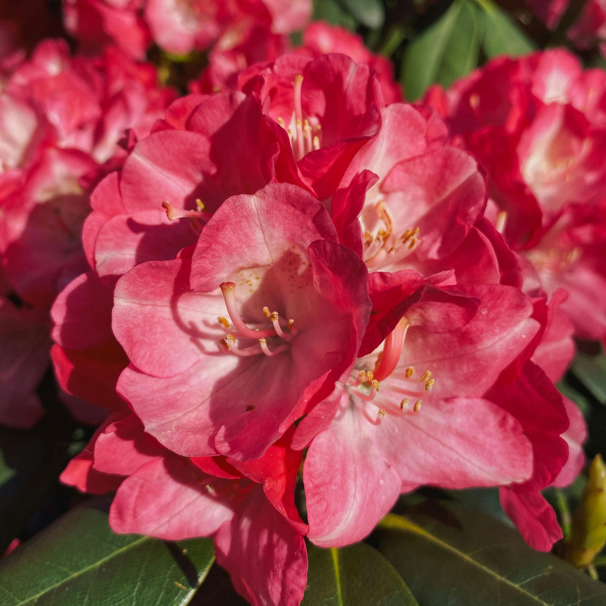 Rhododendron ‘Fantastica’ pot grown evergreen shrub.