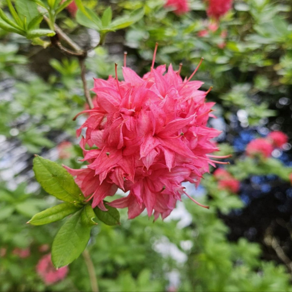 Rhododendron ‘Homebush’ pot grown flowering shrub.