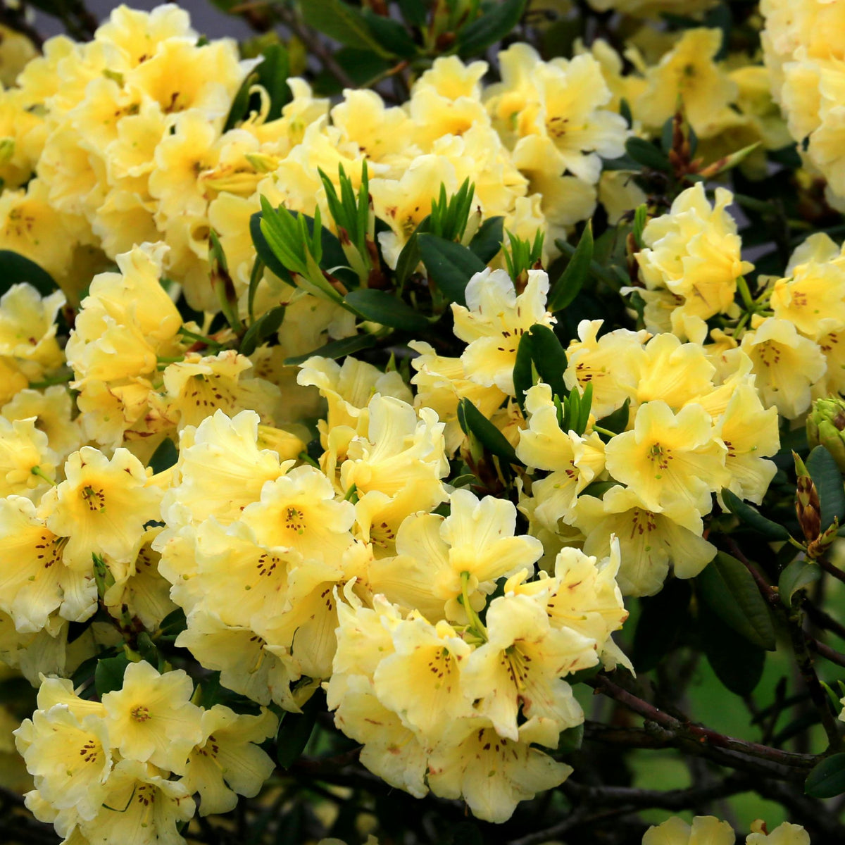 Rhododendron ‘Nancy Evans’ pot grown compact evergreen shrub pale yellow flowers.