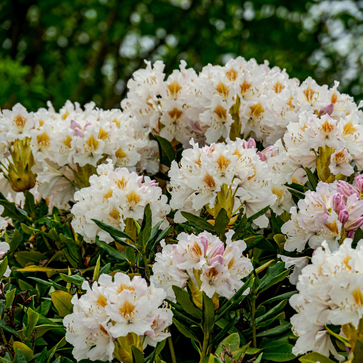 Rhododendron ‘Persil’ white yellow-centred flowers pot grown shrub.