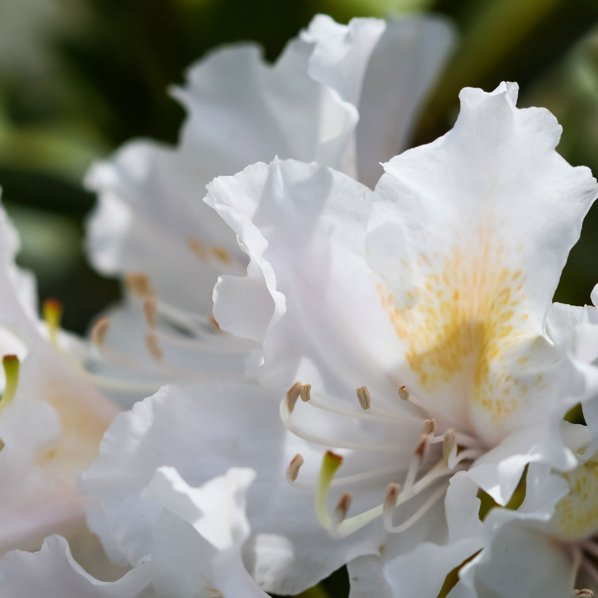 Rhododendron 'Porzellan' pot grown flowering shrub.