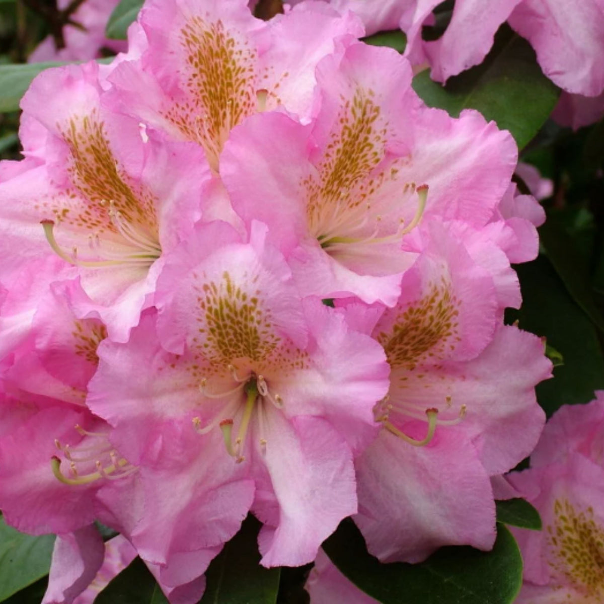 Rhododendron ‘Scintillation’ (Evergreen Azalea) pot grown shrub.