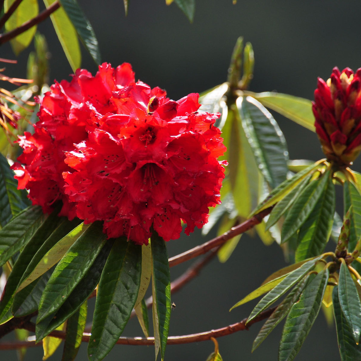 Rhododendron ‘Vulcan’ pot grown evergreen shrub.
