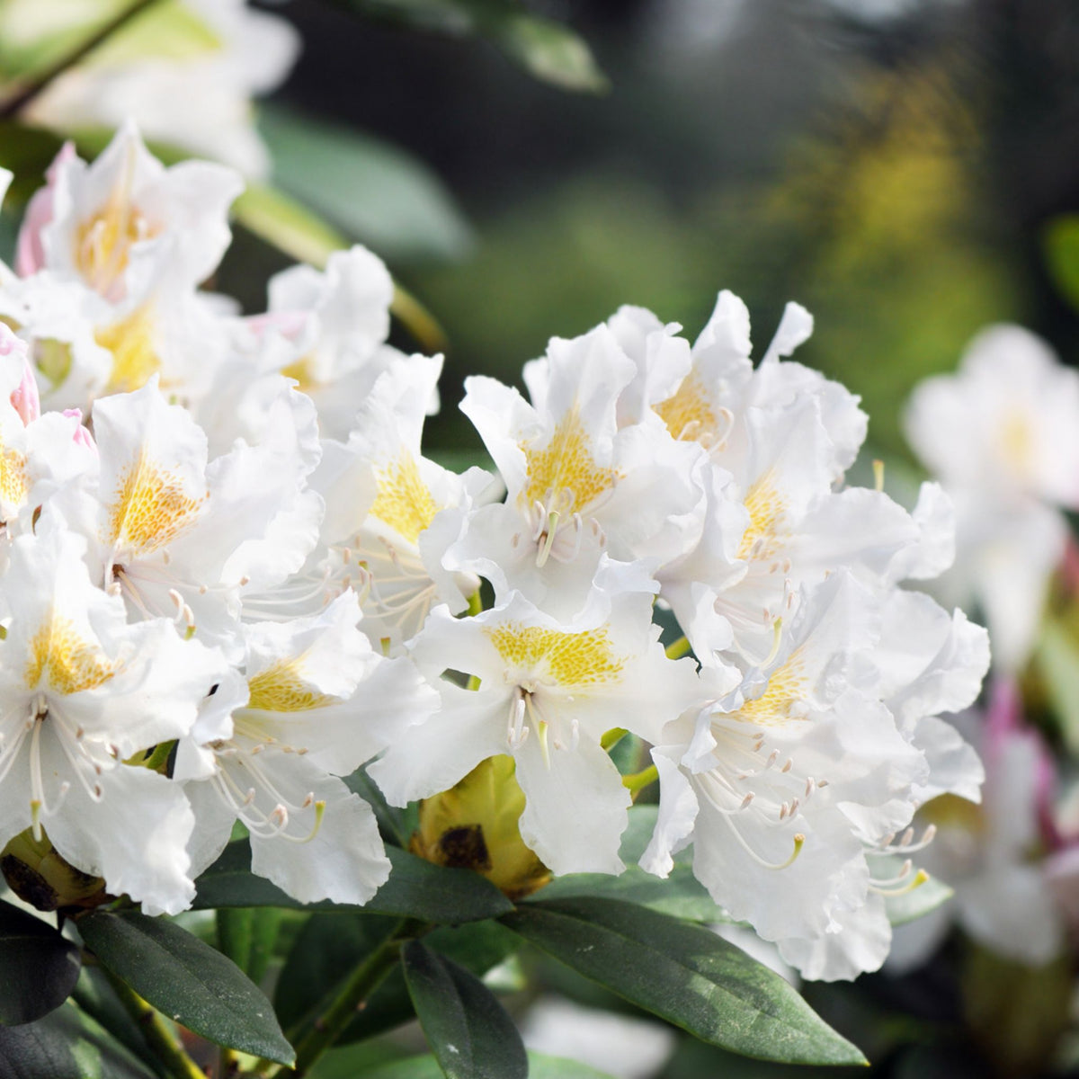 Rhododendron ‘Whitethroat’ pot grown ericaceous shrub white spring flowers plant.