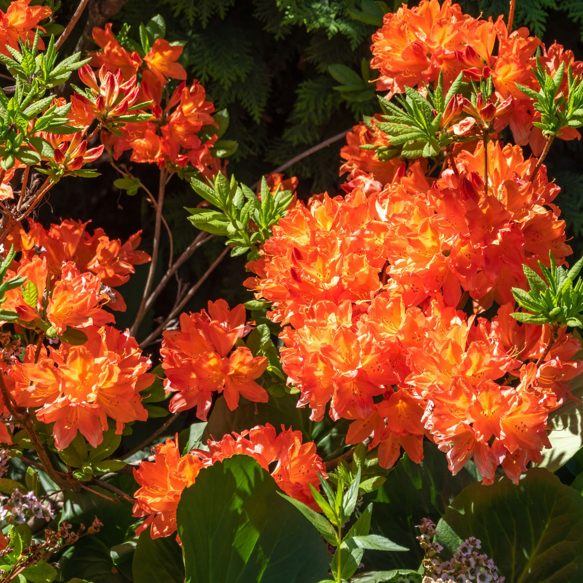 Rhododendron ‘Gibraltar’ pot grown shrub.