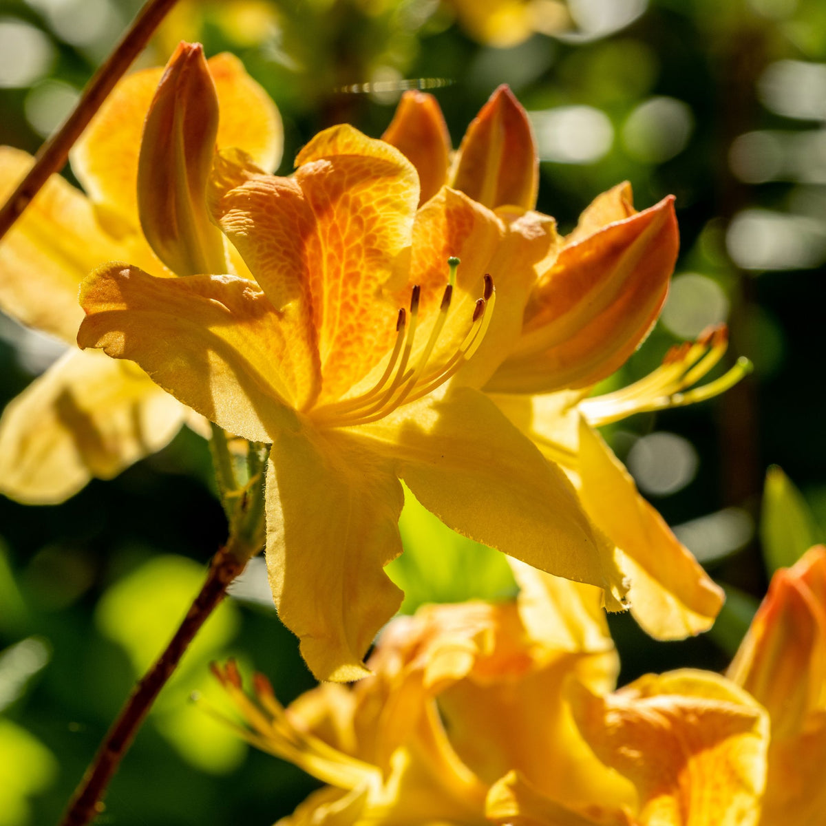 Rhododendron 'Golden Eagle' pot grown deciduous shrub.