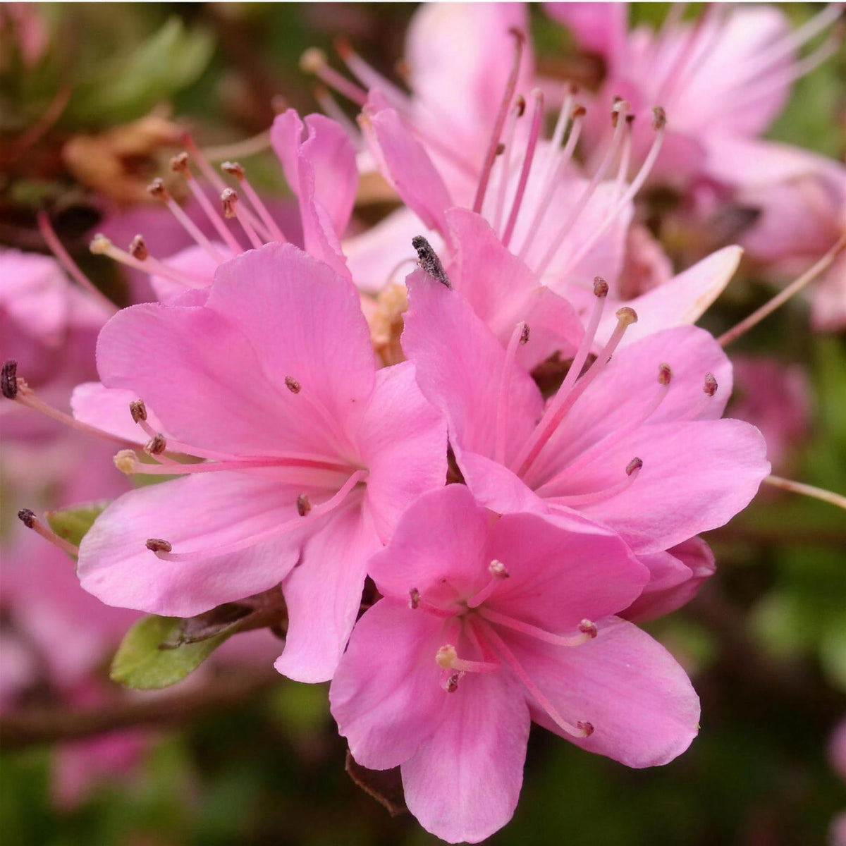 Azalea kurume 'Kuisianum' 2L pot evergreen shrub.