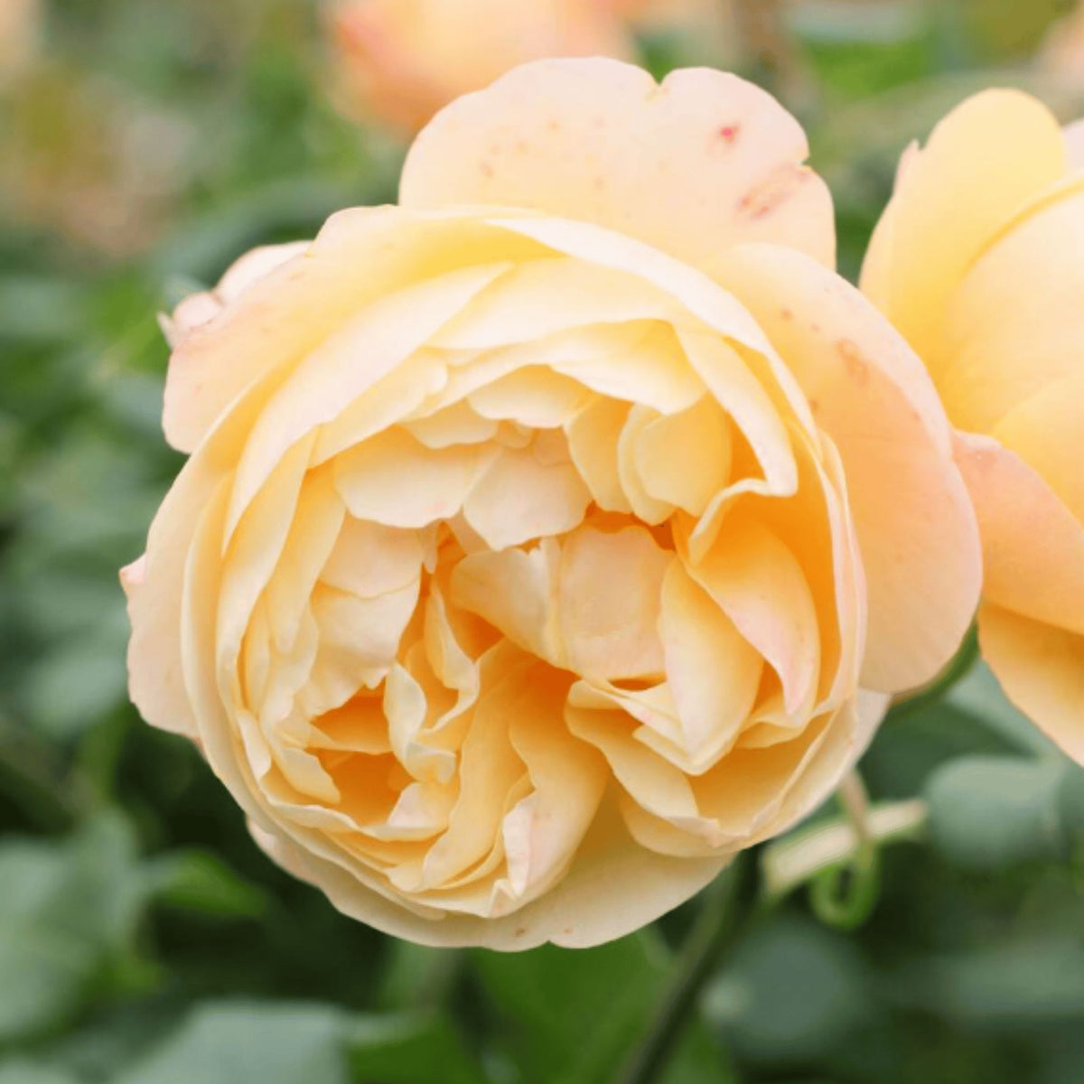 Rosa 'Roald Dahl' pot grown shrub rose.
