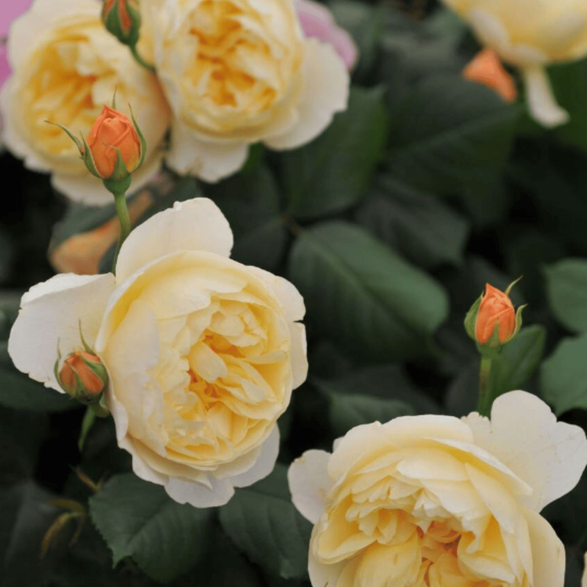 Rosa ‘Roald Dahl’ shrub rose pot grown.