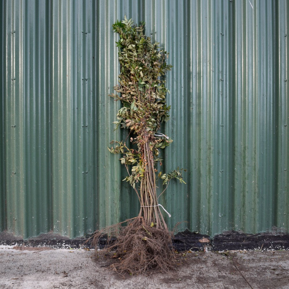 Rowan/Mountain Ash 100/125cm Bare Root (Sorbus aucuparia)