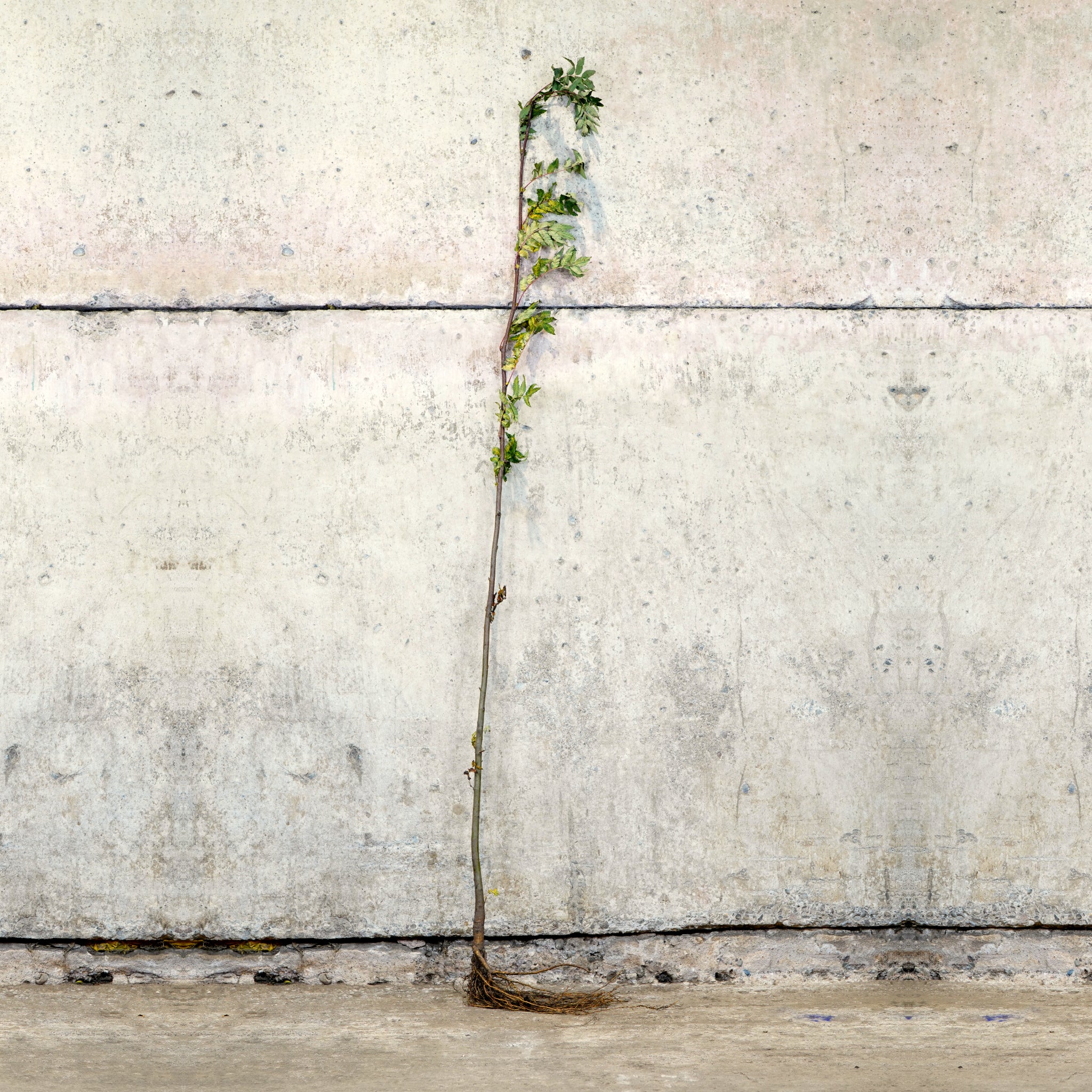 Rowan bare root tree 150-175cm – photo 2