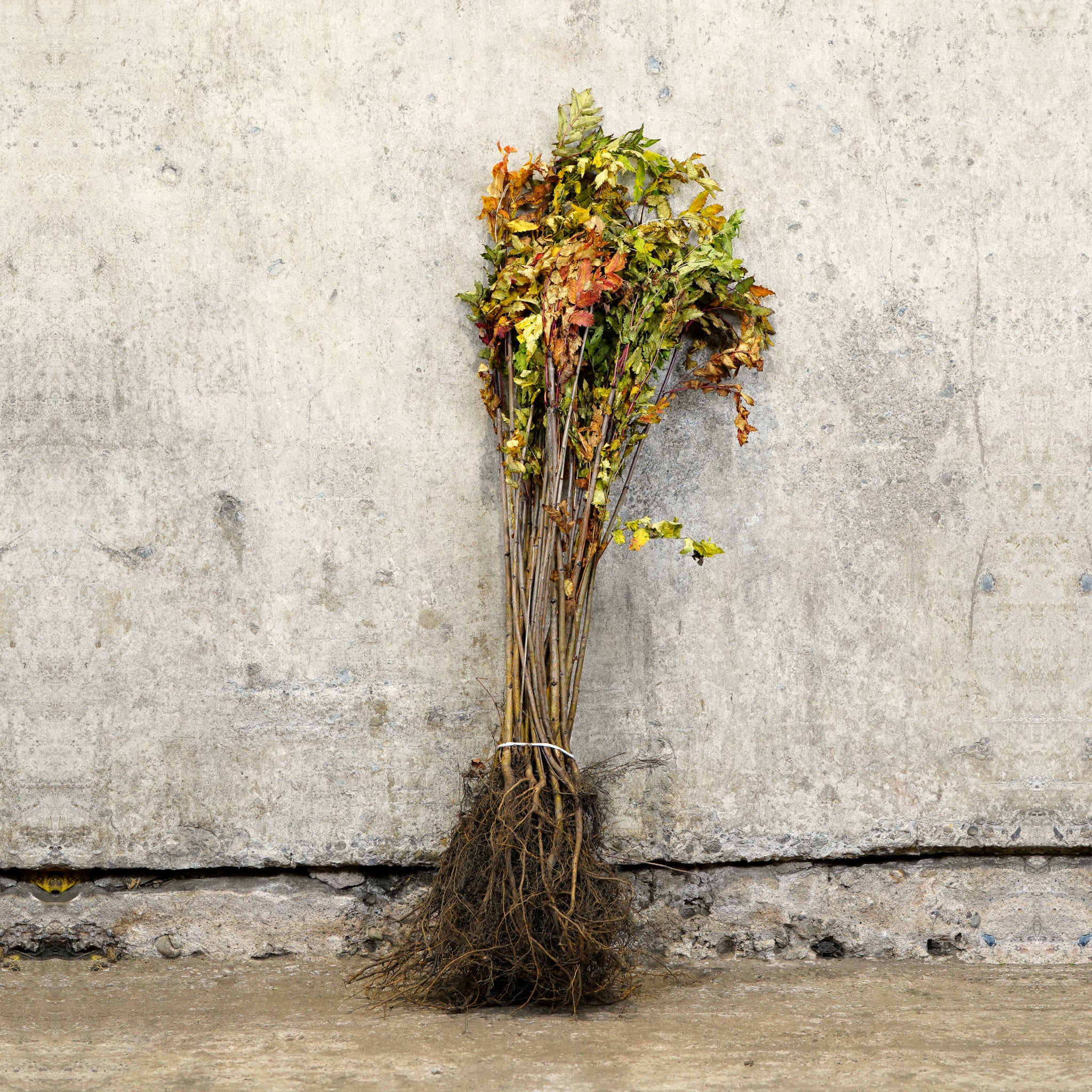 Rowan Mountain Ash 40-60cm bare root