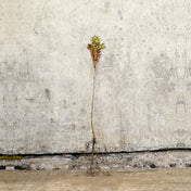 Rowan Mountain Ash 40-60cm bare root – photo 2