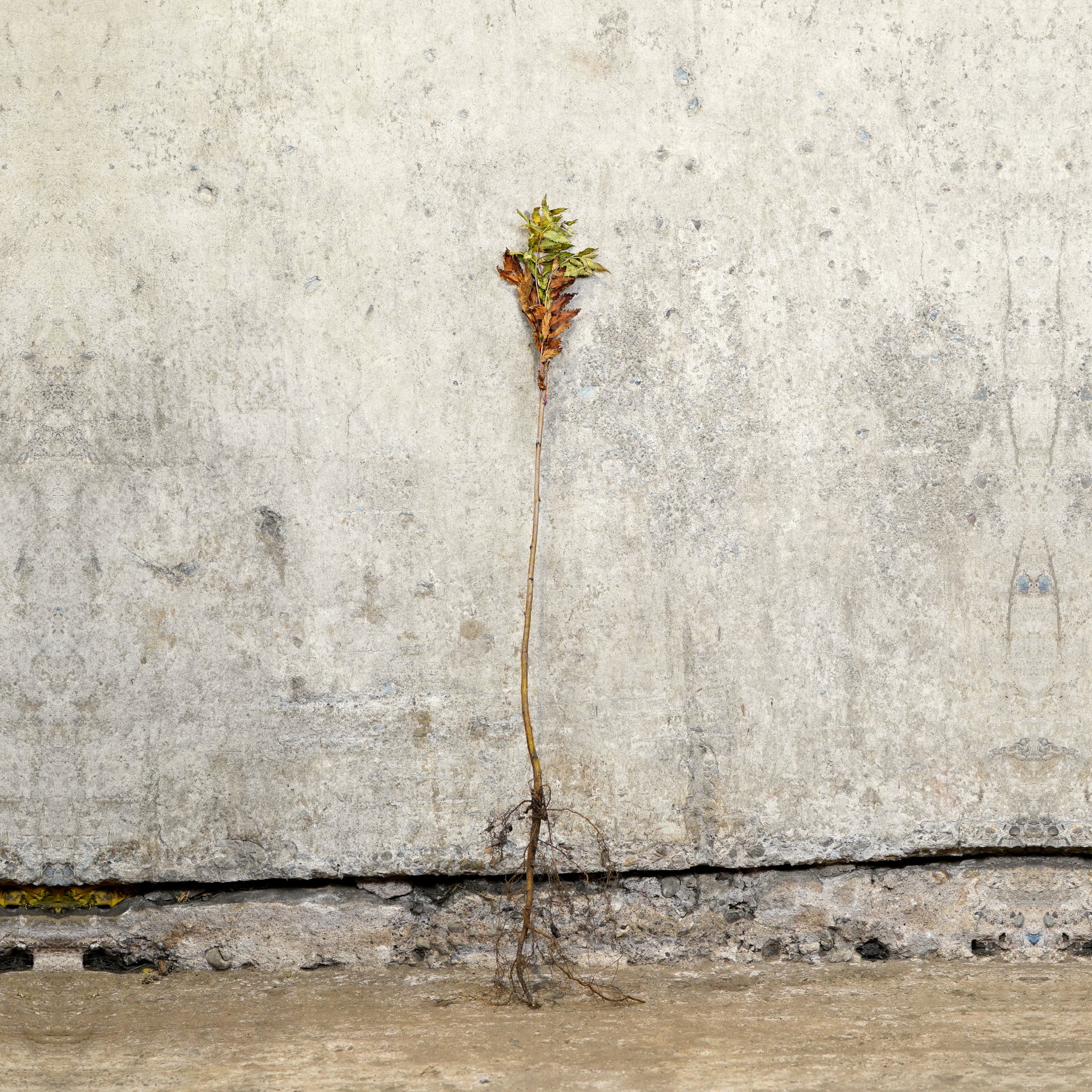 Rowan Mountain Ash 40-60cm bare root