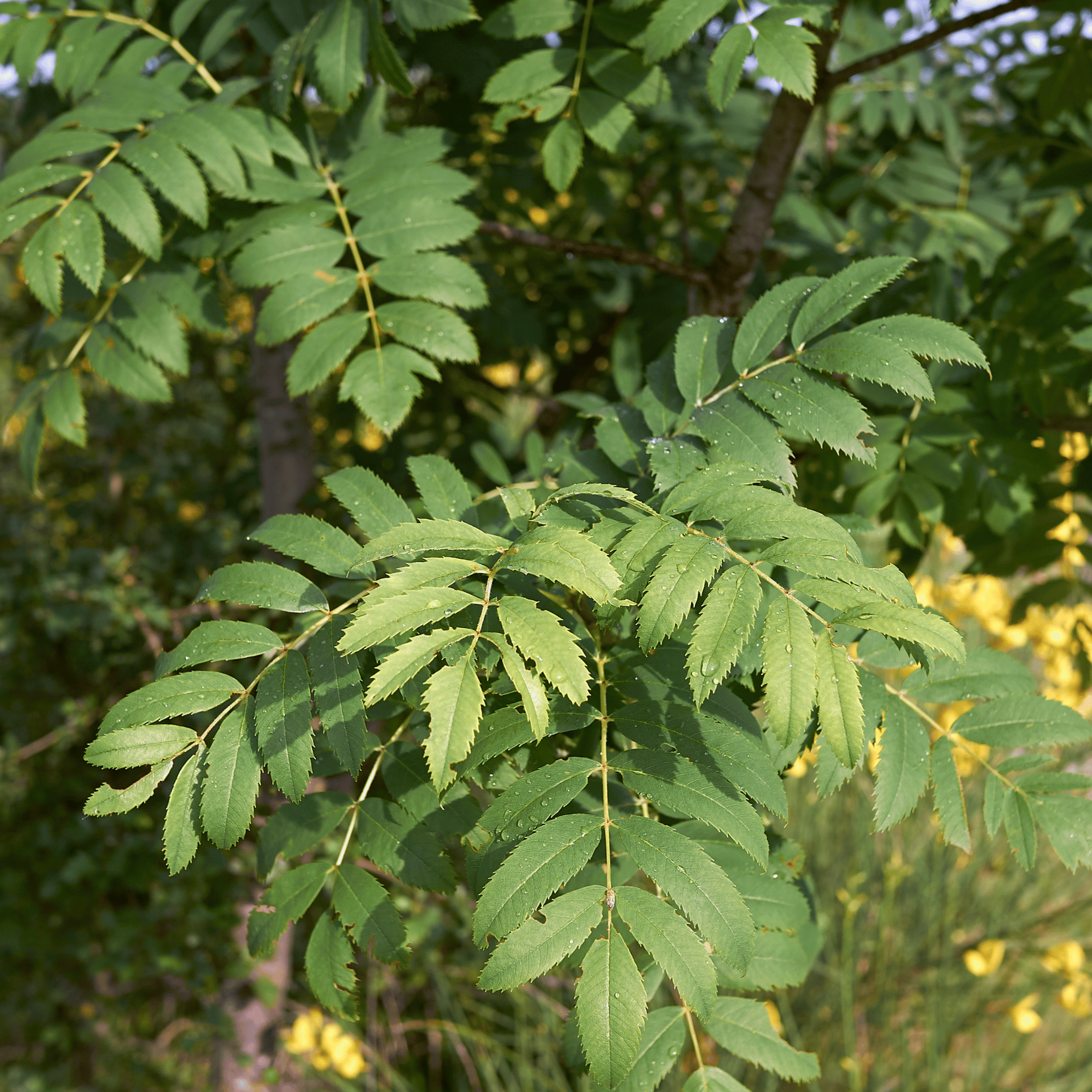 Rowan (Sorbus aucuparia) detail