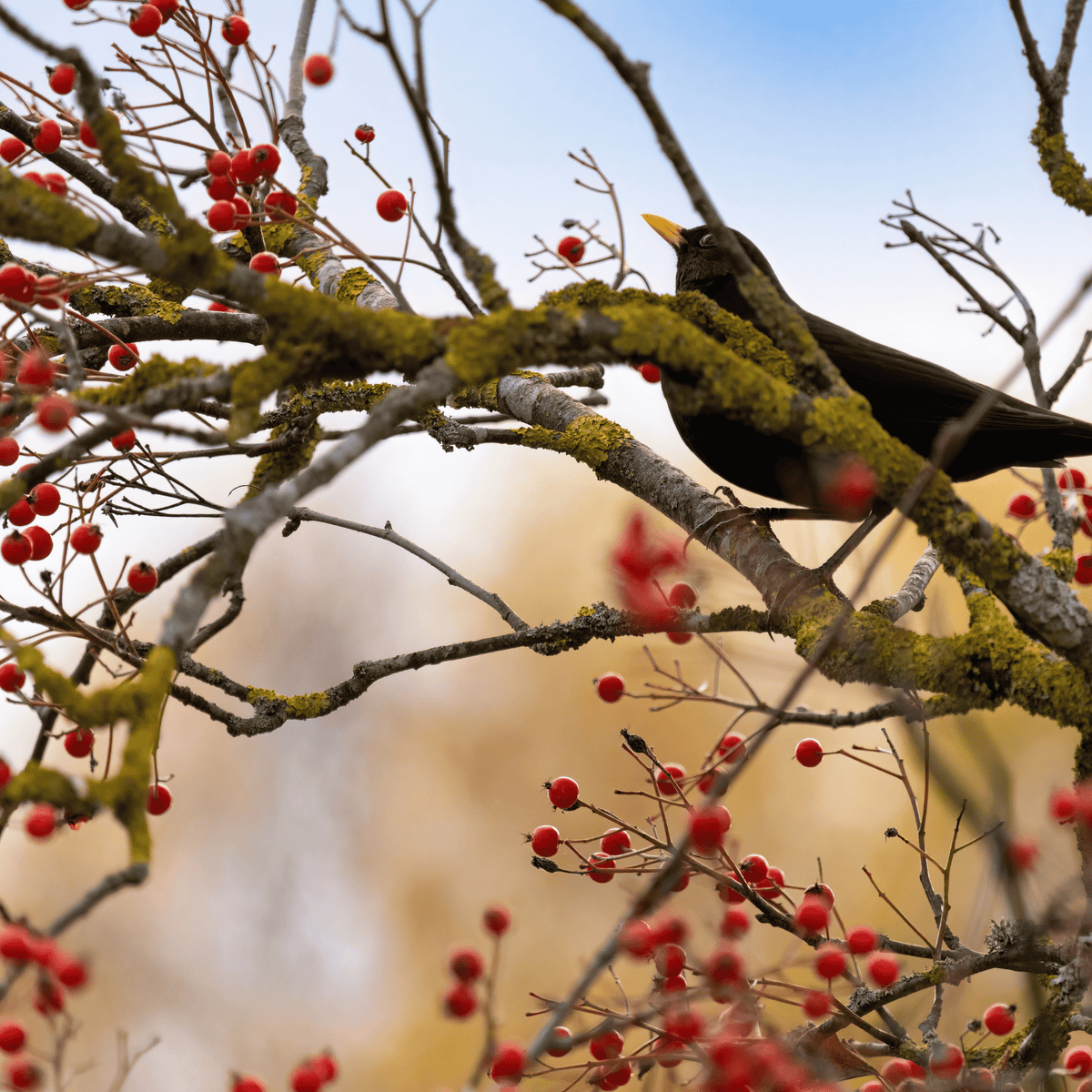 Rowan (Sorbus aucuparia) detail – photo 2
