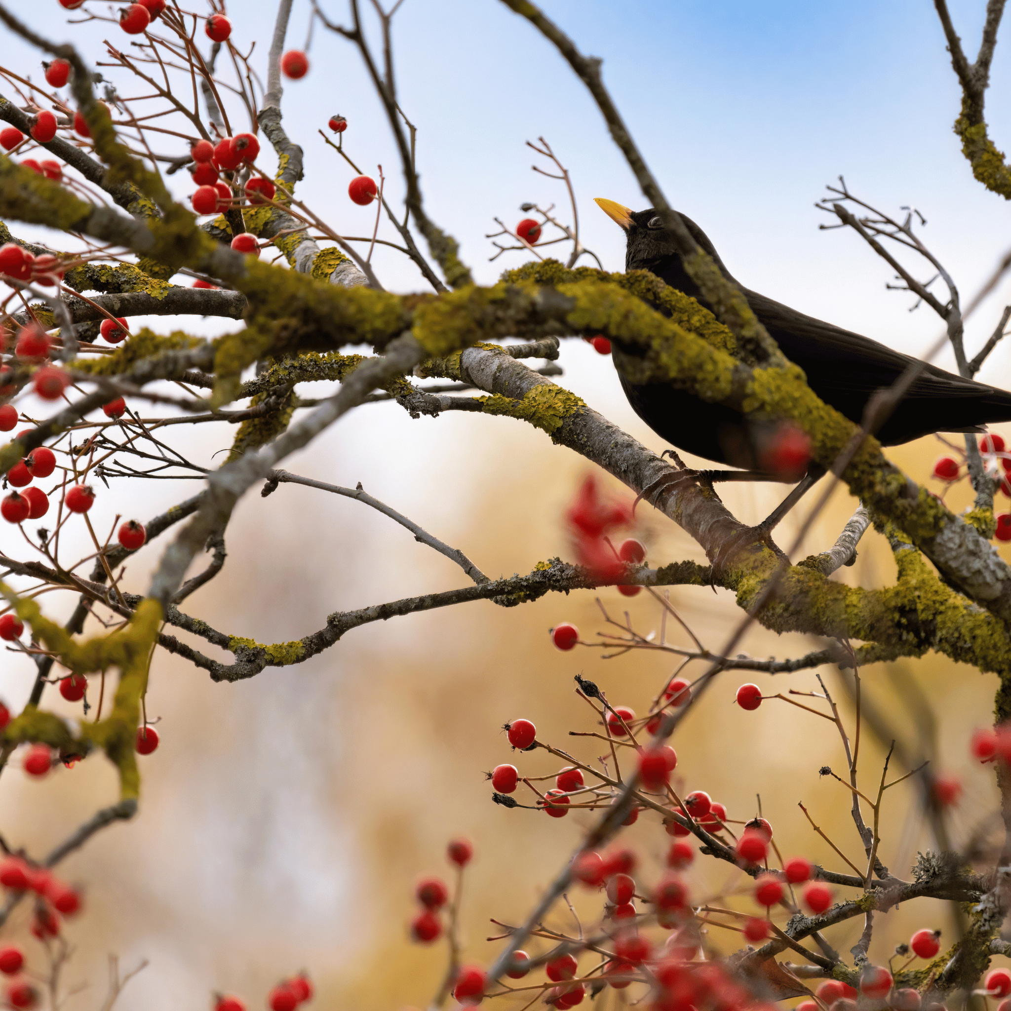 Rowan (Sorbus aucuparia) detail