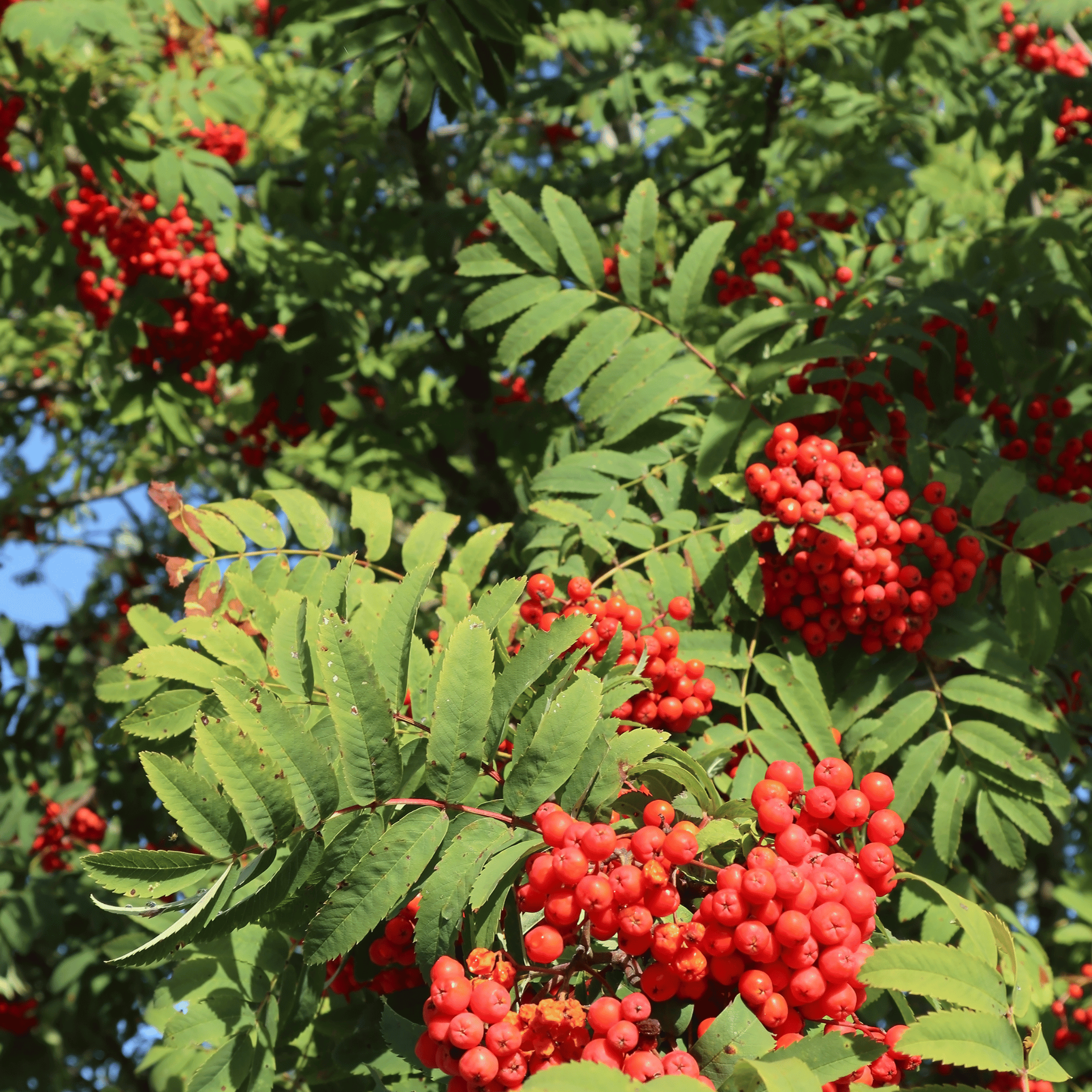 Rowan (Sorbus aucuparia) detail