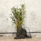 Red Stemmed Willow 40-60cm bare root
