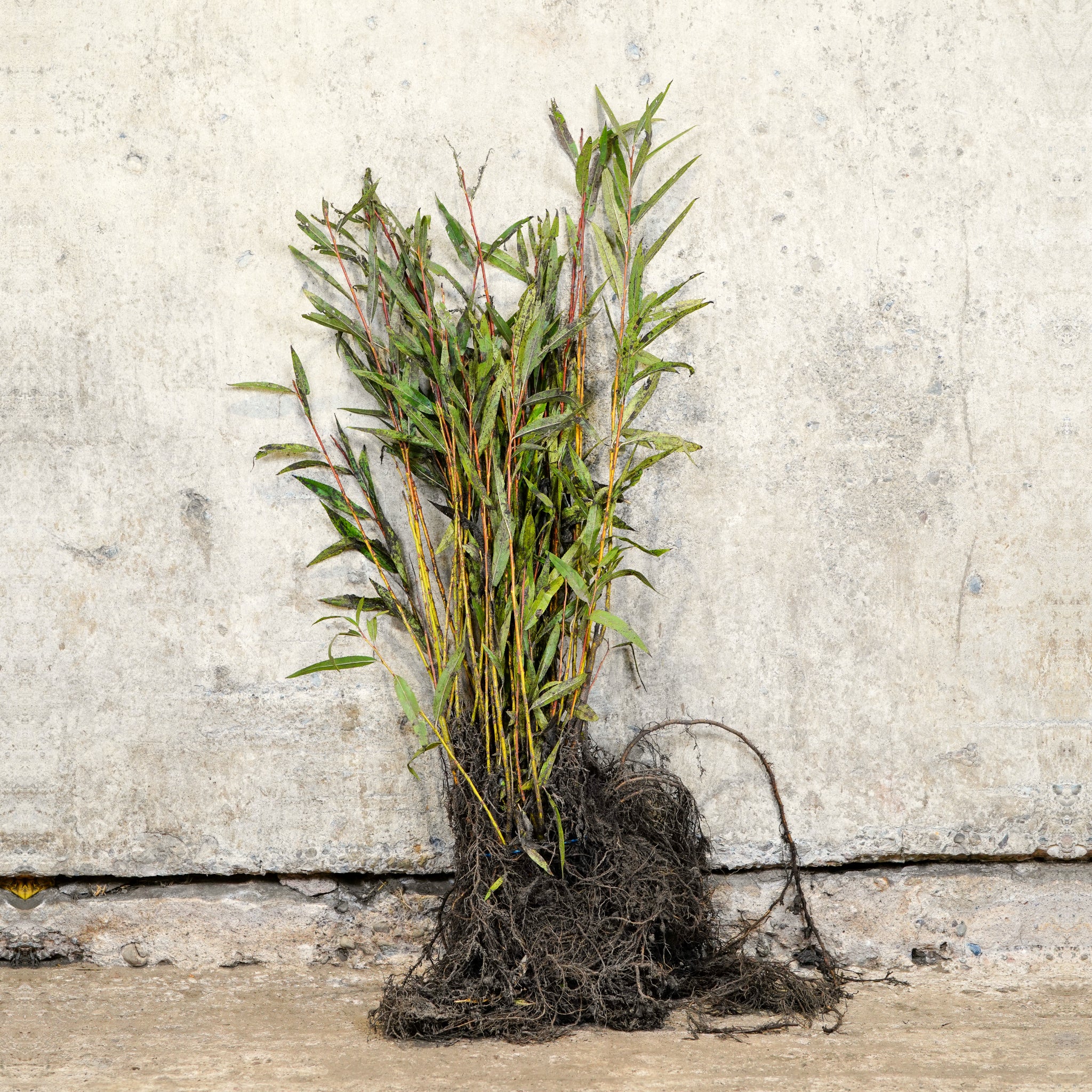 Red Stemmed Willow 40-60cm bare root