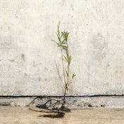 Red Stemmed Willow 40-60cm bare root – photo 2