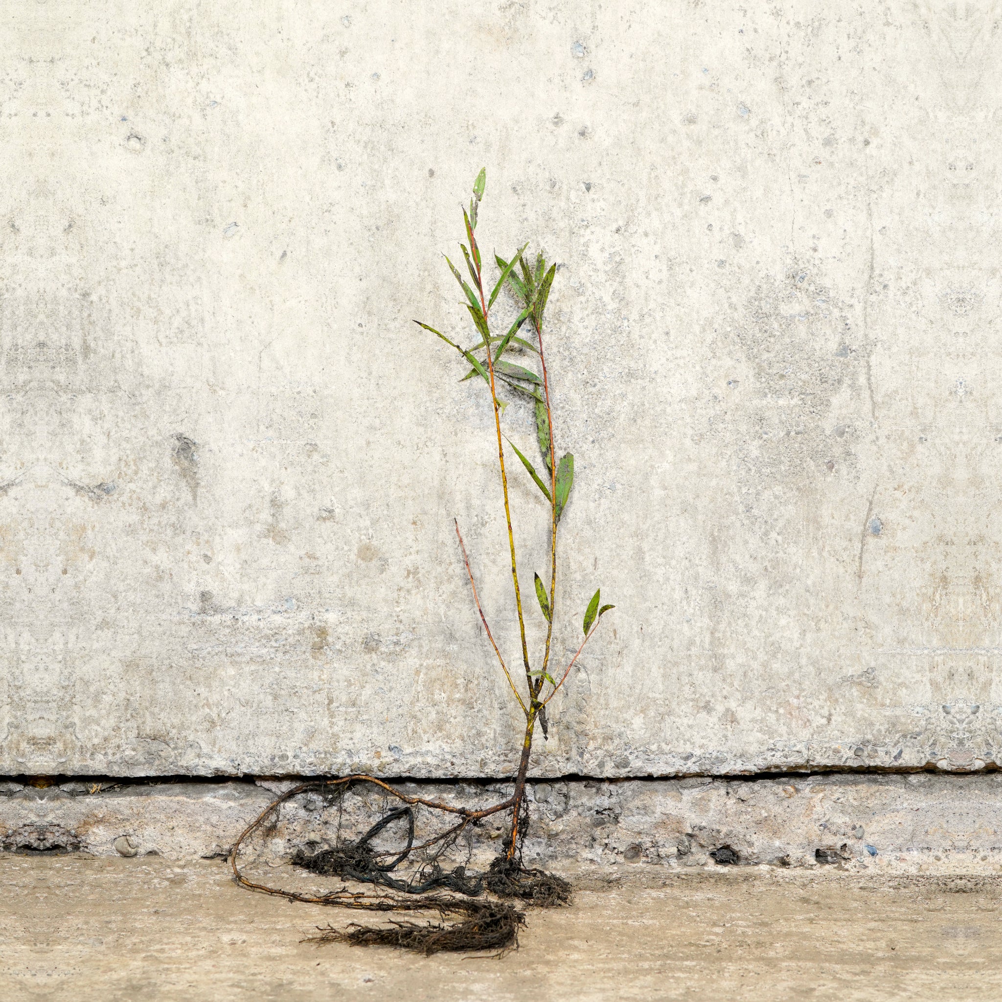 Red Stemmed Willow 40-60cm bare root