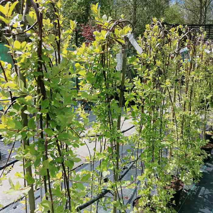 Salix caprea 'Kilmarnock' (Weeping Willow) pot grown tree.