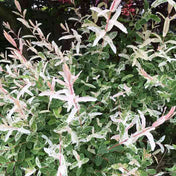 Salix integra 'Hakuro-Nishiki' (Dappled Willow) pot grown variegated shrub.