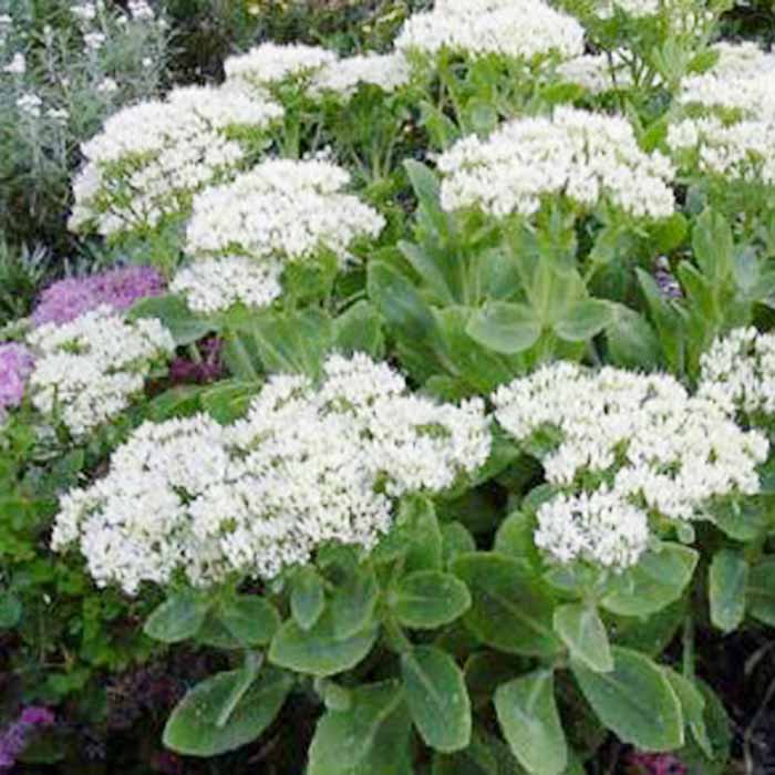 Sedum 'Star Dust' perennial 9cm pot plant.