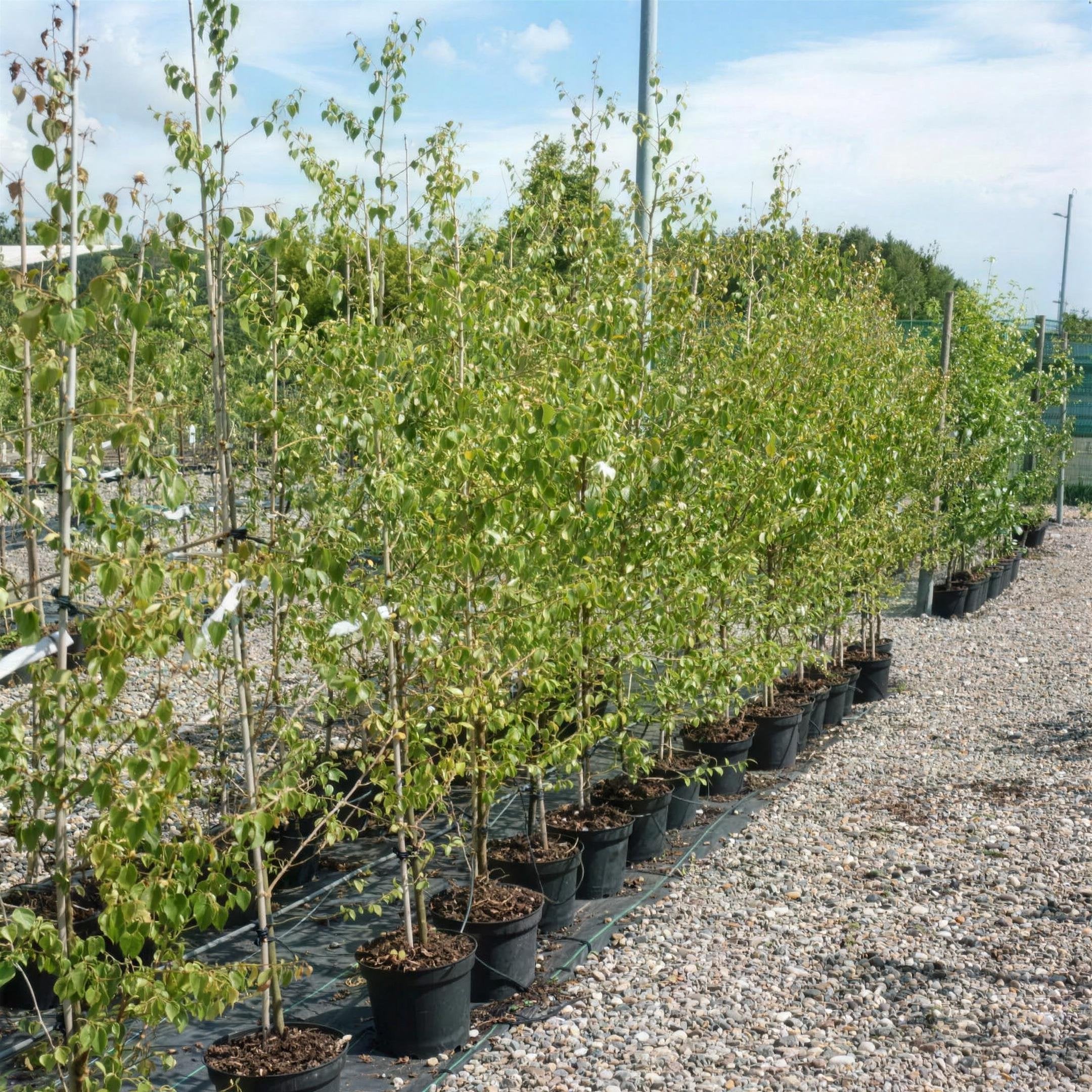 Betula pendula (Silver Birch) 150-160cm pot grown tree UK hardy.