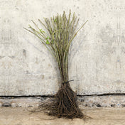 Elder 40-60cm bare root