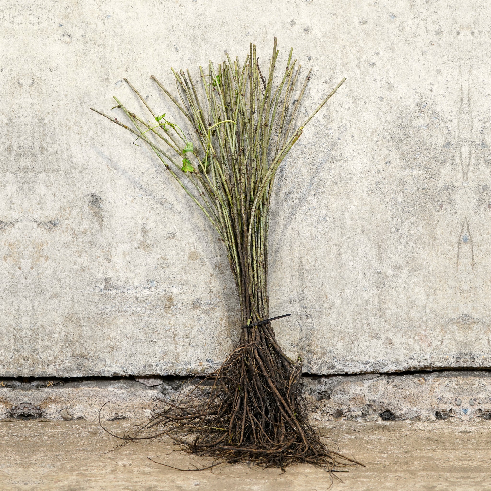 Elder 40-60cm bare root